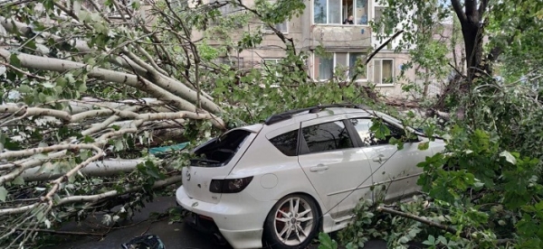 В Одессе упали более 60 деревьев, некоторые — на автомобили