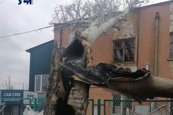 Вчера в Лузановке дерево сгорело изнутри из-за попавшего осколка