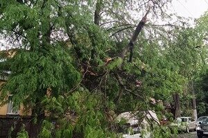 Из-за непогоды в Одессе упали пять деревьев: одна из них чуть не задела автомобилиста на дороге