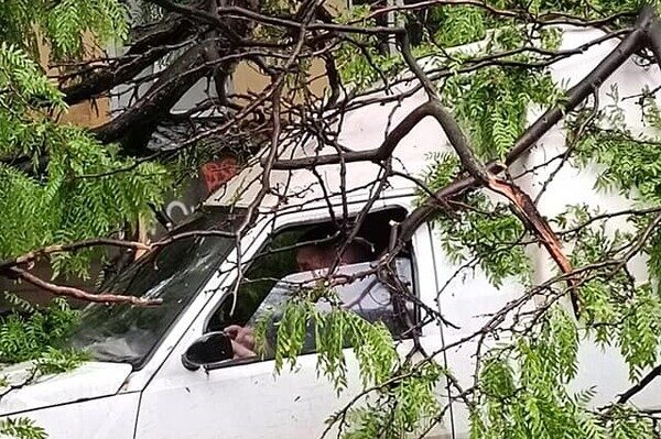 Из-за непогоды в Одессе упали пять деревьев: одна из них чуть не задела автомобилиста на дороге