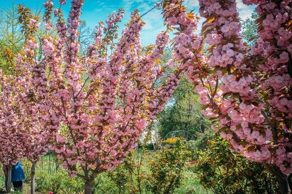 В Одесском ботсаду и парке Победы цветут сакуры: как это красиво