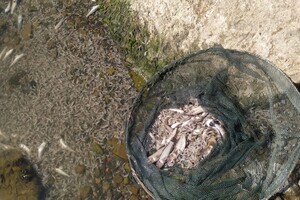 В Одесской области зафиксировали массовый мор креветок и бычков в Хаджибейском лимане