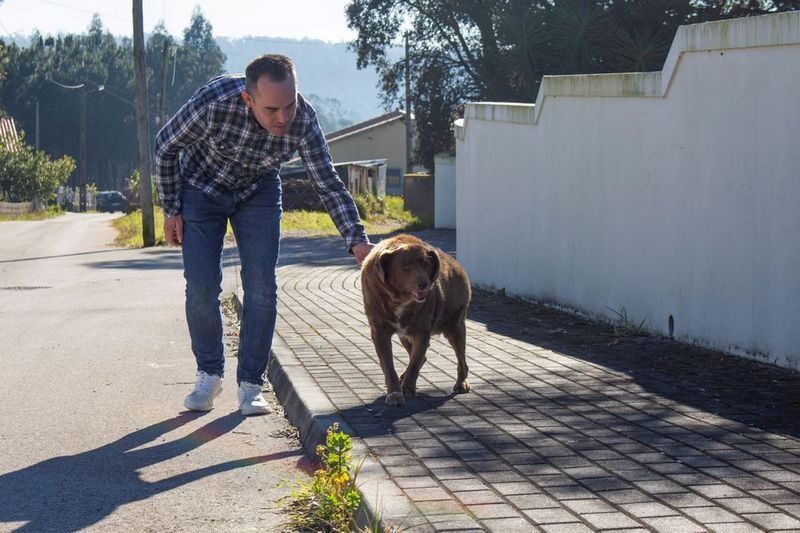Помер найстаріший собака у&nbsp;світі: Бобі був 31 рік