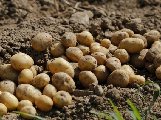 Не&nbsp;дозволяйте землі &laquo;розслаблятися&raquo;: що&nbsp;можна посадити на&nbsp;місці картоплі після збирання врожаю
