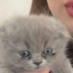 Гибель двух котят в одном из заведений Одессы: дело расследует полиция