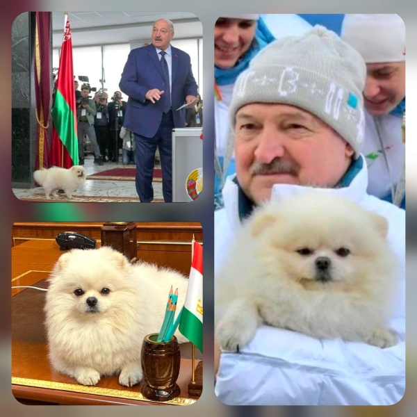 Шпіцу залишено більше прав, ніж народу Білорусі: Зеленський про російське генерал-губернаторство лукашенка