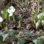 Вночі ще мінус, але весну вже не зупинити: прогноз синоптиків на вихідні 7 та 8 березня