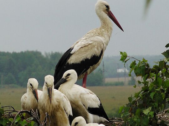 Коли лелека приносить щастя, а&nbsp;коли попереджає про біду: народні прикмети