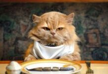 Ці продукти можуть повільно вбивати вашого кота: що категорично не можна давати улюбленцю