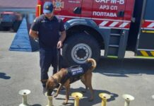 Команди розуміє лише англійською: полтавським рятувальникам допомагатиме пес Оскар, який народився у Камбоджі